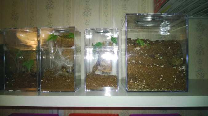 Spiderling and Juvenile Enclosures from Jamie's Tarantulas. These are sold as kits with all of the fixings.