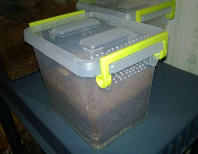 A Sterilite plastic container modified to house tarantula slings.
