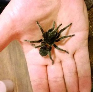 Euathuls sp. red after she crawled out of her enclosure and into my hand. Note: I normally do not handle my Ts