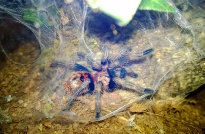My C. cyaneopubescens after its recent molt.