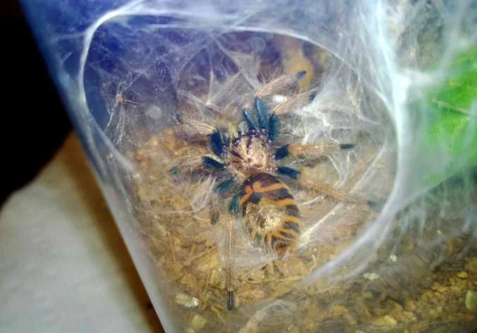 My C. cyaneopubescens before its recent molt
