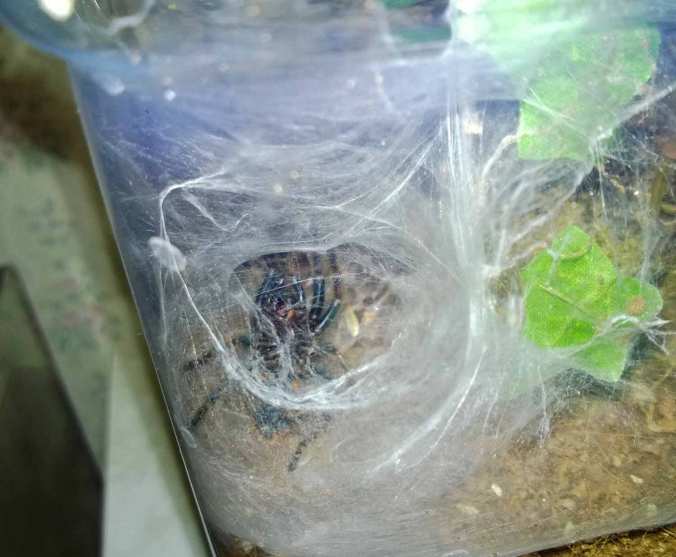 My C. cyaneopubescens on its back during a molt.