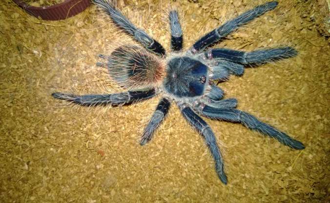 My L. itabunae a week after its most recent molt. It morphed from a light reddish-brown to steely blue with red hairs on its abdomen.