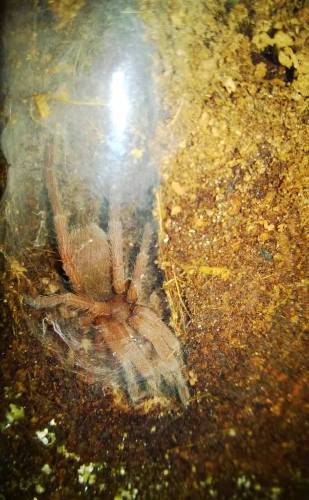 My 2+" O. philippinus hiding in its den a week after molting.