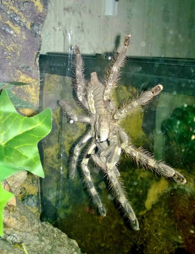 My P. vittata hanging out on the side of her enclosure after a meal.