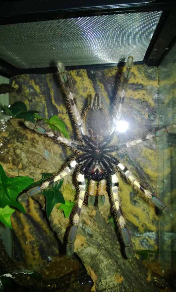 A ventral shot of my P. vittata spread out on her enclosure door.