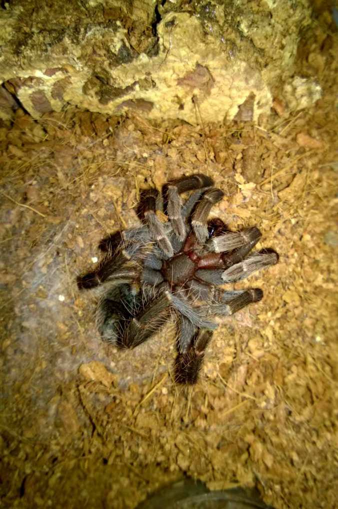 My A. insubtilis tarantula after succumbing to DKS. It's been flipped on its back, but this is the standard tarantula 
