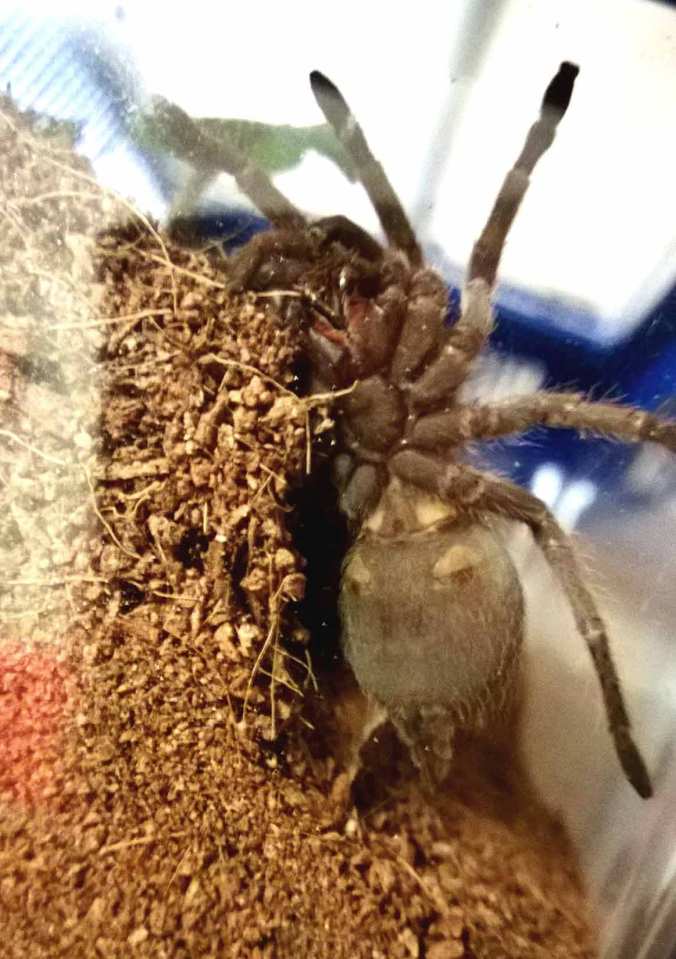 My 2" male A. insubtilis shortly after being acquired in February.