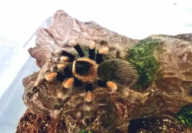 My Brachypelma smithi female shortly after I acquired her in December of 2013.