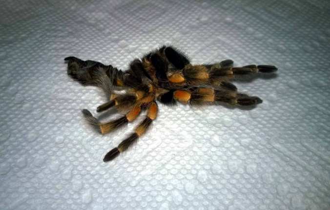 The discarded molt (exuvia) from my female B. smithi.
