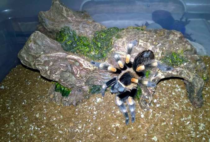 My 3.5'-4" B. smithi perched atop its log hide after a recent meal.