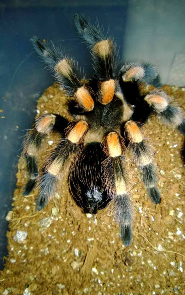My 3-4" B. smithi female after a molt. The white patches on her abdomen hint that she might have experienced a little trouble.