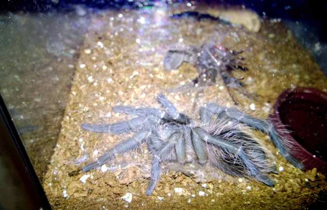 My female LP an hour or so after she completed her molt. Notice the bluish color of her new and not-quite-hardened exoskeleton. 