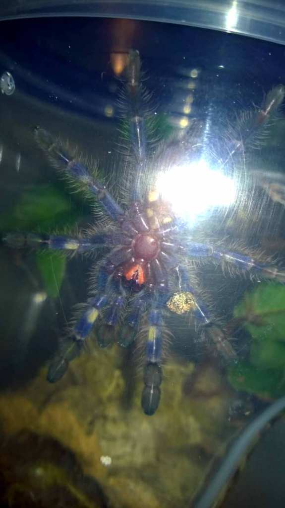 Ventral shot of my P. metallica sling. Despite the poor quality of the shot, you can still make out the yellow banding.