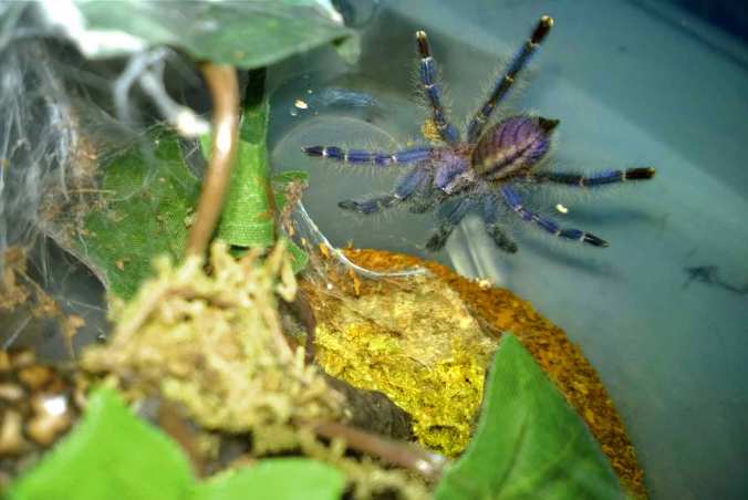 My 1.75" P. metallica sling a week after its last molt. It is finally displaying some of those gorgeous blues it will sport as an adult.
