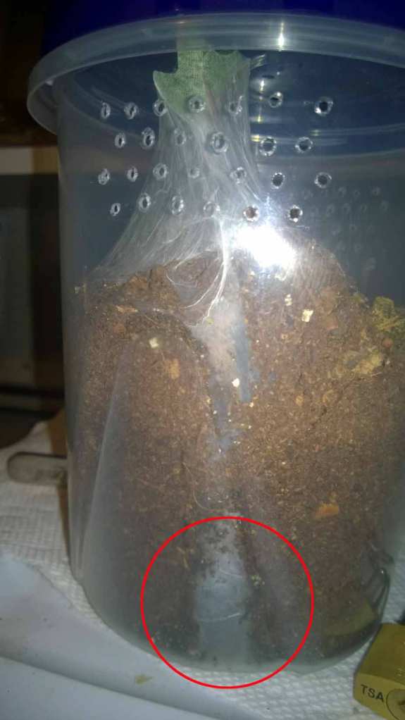 A modified Ziploc container. This H. incei dug a deep burrow; the circle marks the lower chamber.