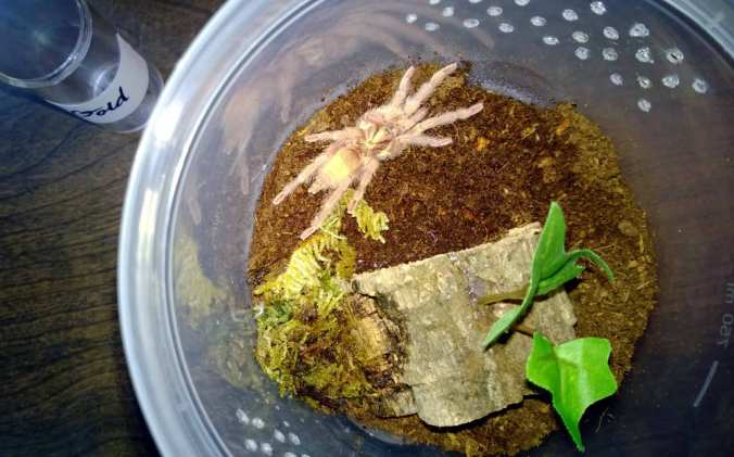 One of my H. incei golds after being housed. Not the best picture, as the flash has washed out it's colors.
