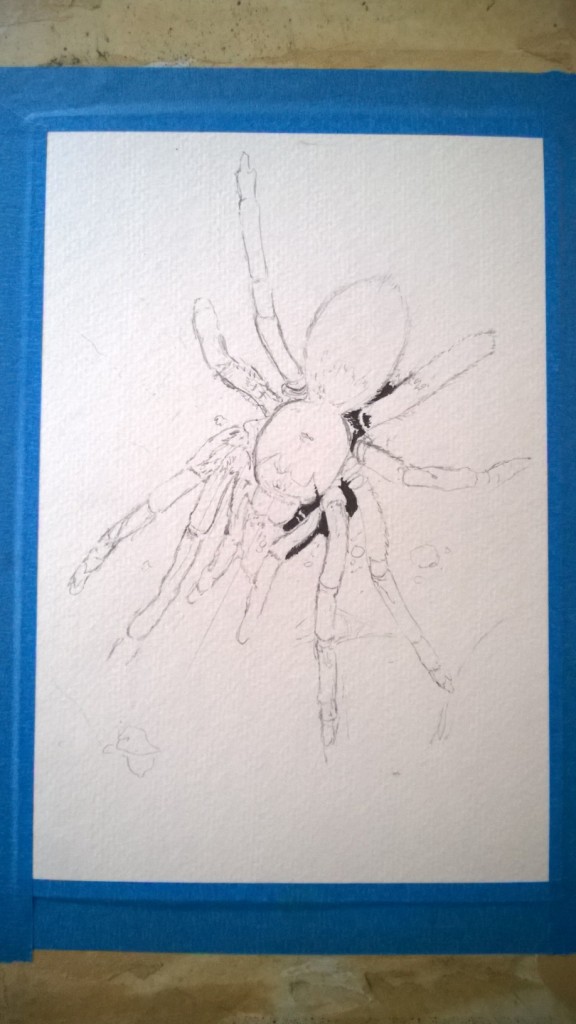 After taping my paper to the drawing board, I used pencil to sketch out the general shape of the tarantula.