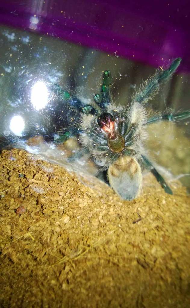 This juvenile is showing some of the gorgeous blue on its legs after a recent molt.