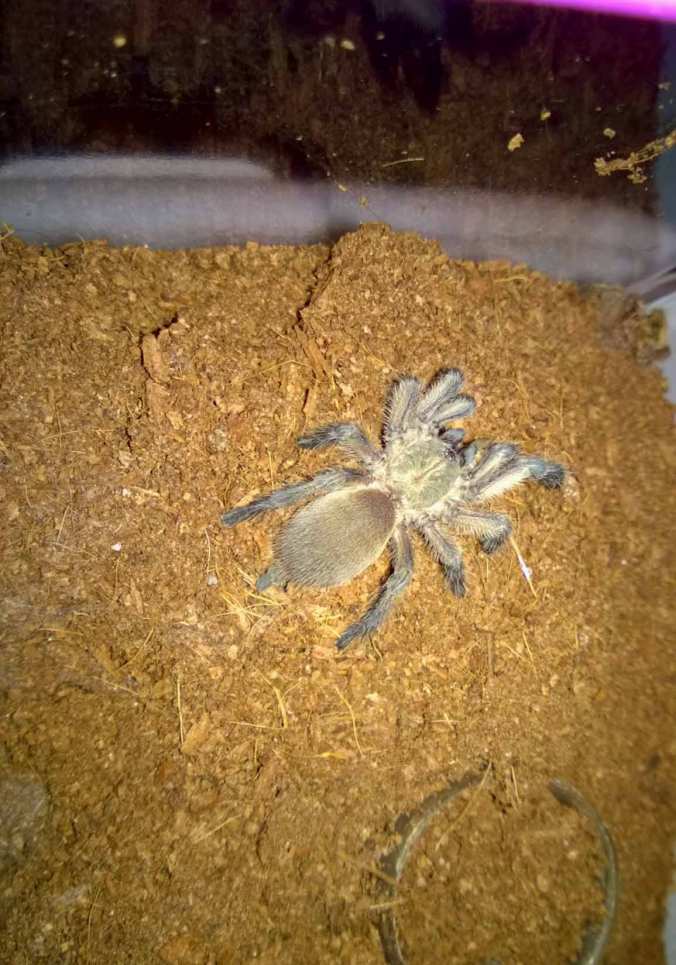 This 2" juvenile is starting to show some of its blue coloration. I'm hoping to see more blue on the legs after its next molt.