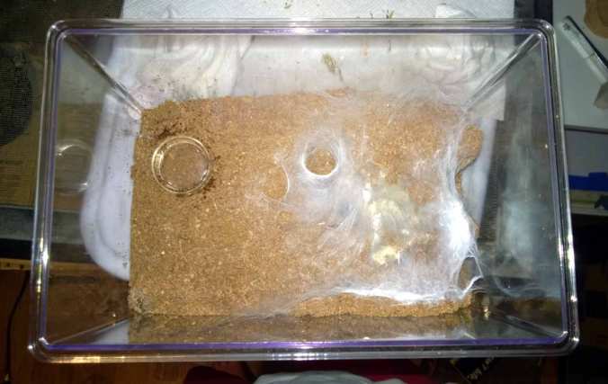 A top down view of an M. balfouri's enclosure. Notice the thick webbing.