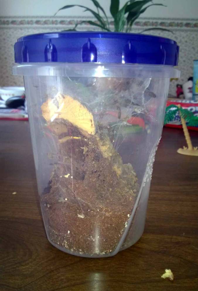 This is the modified Ziploc plastic container I use to house my 2.5" P. regalis juvenile. He will likely get rehoused after his next molt.