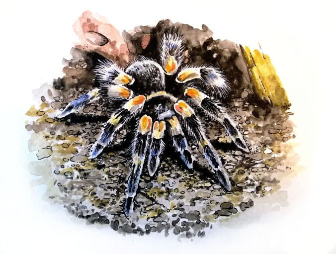 Watercolor painting of a B. smithi tarantula.