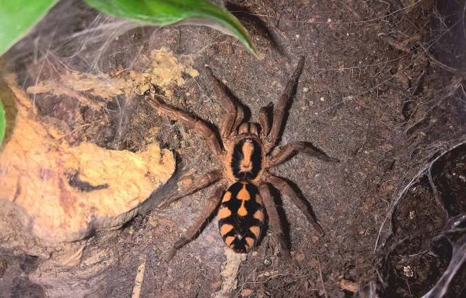 Young adult female Hapalopus sp. Columbia large