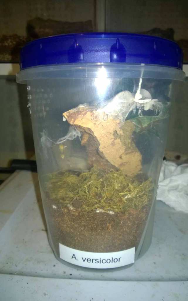 A modified Ziploc container that I use to house my A. vesicolor juvenile. Holes have been melted into both sides to provide cross ventilation. A piece of cork park has also been provided for a hide.