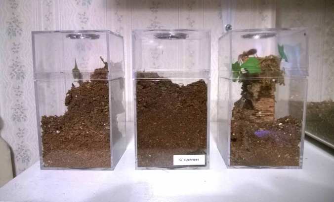 Three sling enclosures from Jamie's tarantulas. I have a dozen of these, and I love them.