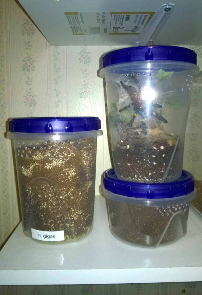 Modified Ziploc storage containers. These are very versatile and can be used to house burrowing, terrestrial, and arboreal Ts.