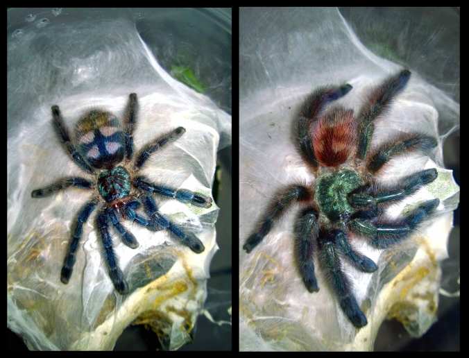 These pics were literally snapped about 12 hours apart. Obviously, there was a molt in between. 
