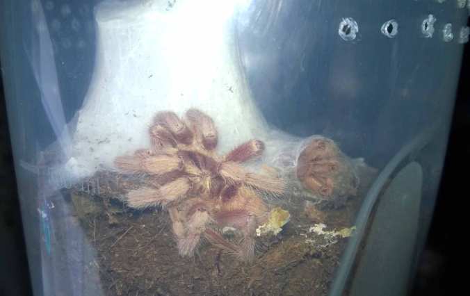 My mature male H, incei gold after dying of old age. Notice how the legs are curled completely beneath his body. 