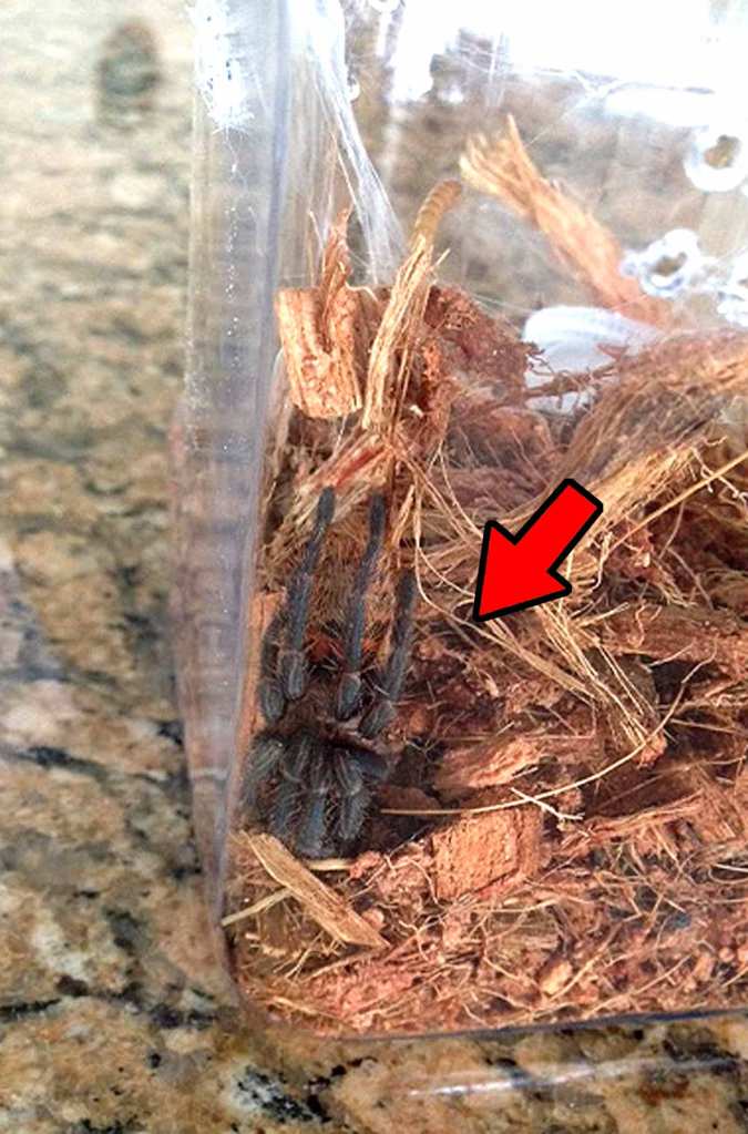 This tarantula is not in a "death curl", but is bringing it's knees up over its head because it's stressed after a rehousing. A special thanks to Caroline Dellinger for letting me use her photo!