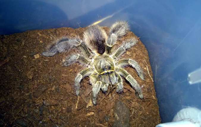 My young adult female E. pachypus.