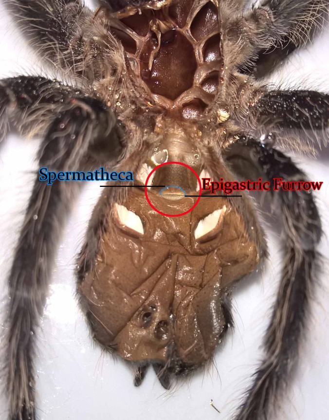 A recent L. itabunea molt. The Epigastric furrow is circled in read, and the spermatheca (female sex organ) is outlined in blue.