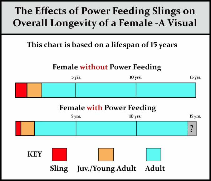 Power-feeding-females-chart