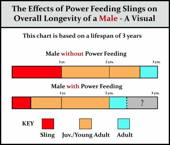 Power-feeding-males-chart-w