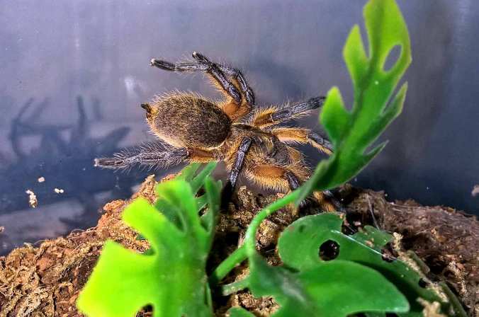 H.-pulchripes-NEWEST