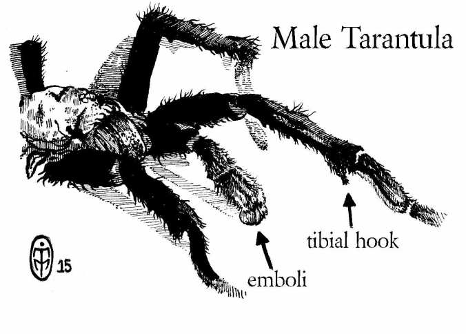 An illustration of a male tarantula. Some species don't have tibial hooks, so it is better and more accurate to look for the emboli.
