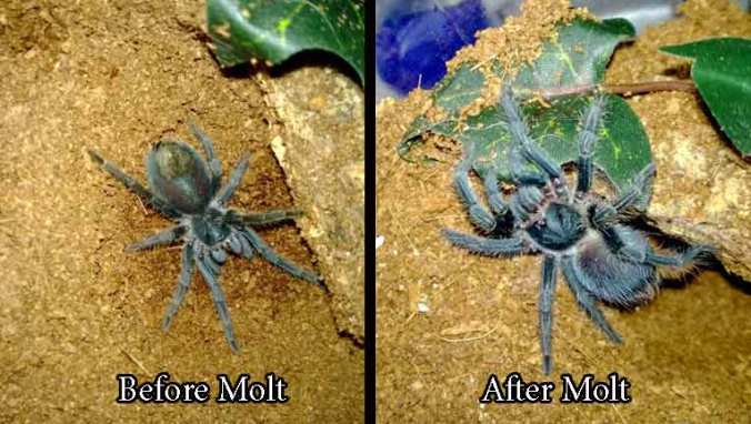 Phormictopus-before-after-m