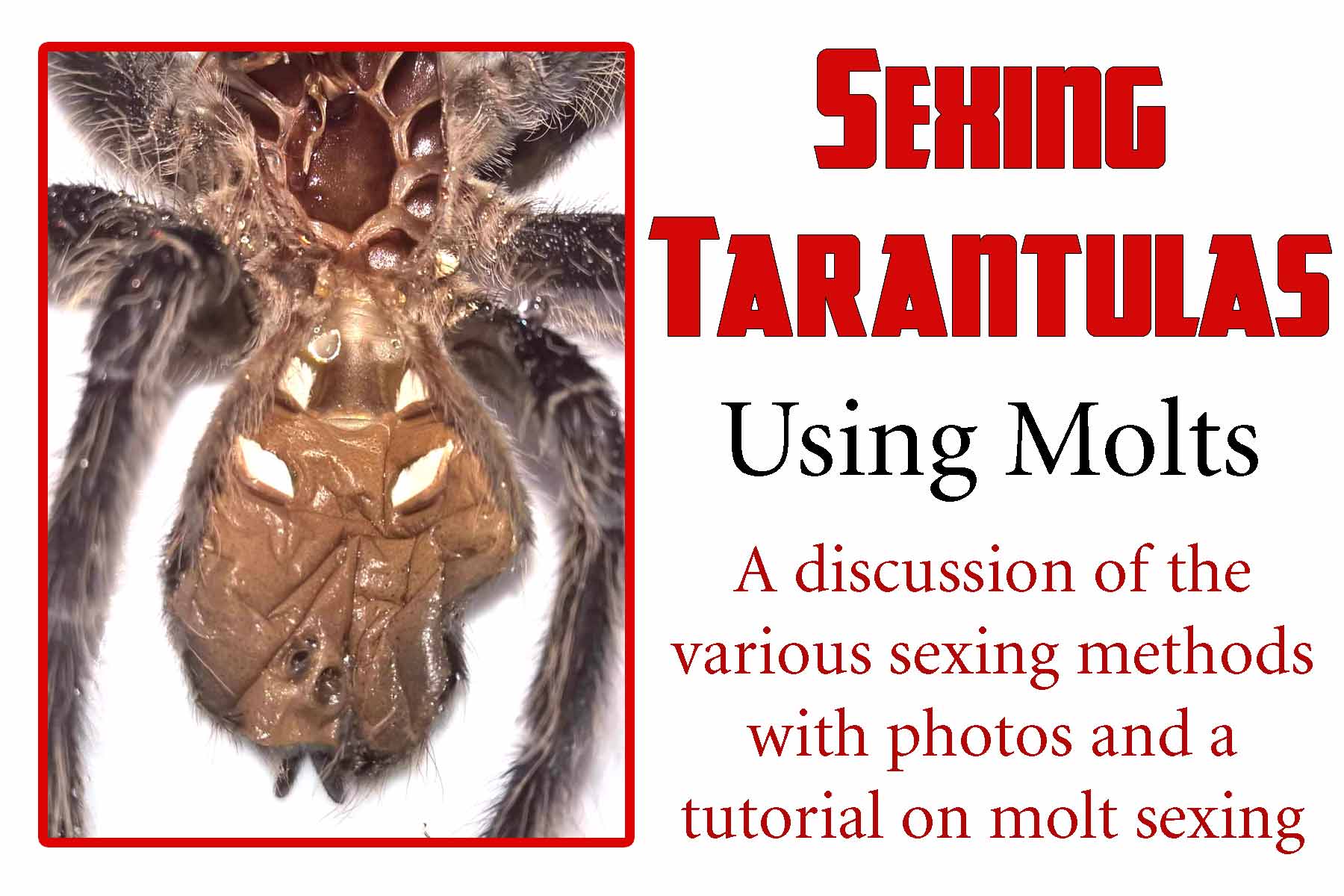 Tarantula Identification Chart