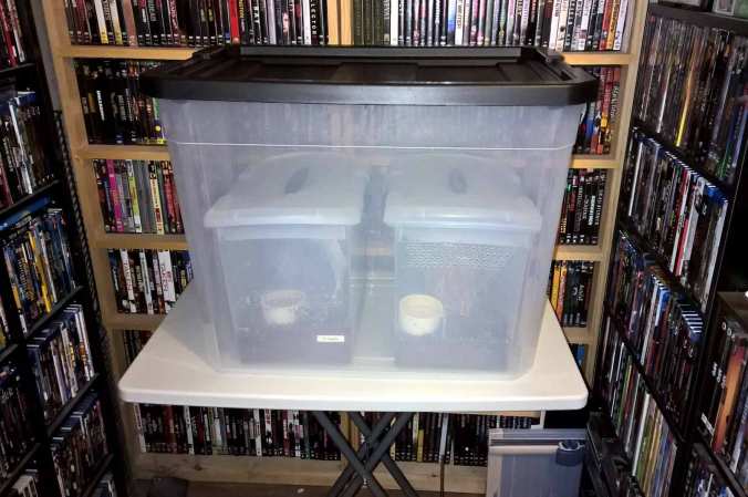 A "breeding chamber" for my P. regalis pair. Both pokie enclosures were place inside this larger enclosure and their lids removed.