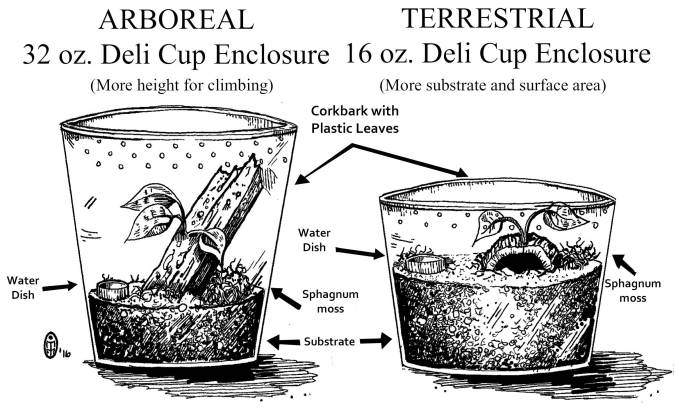 Arborial-vs-terrstrial