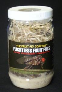 Flightless fruit flies