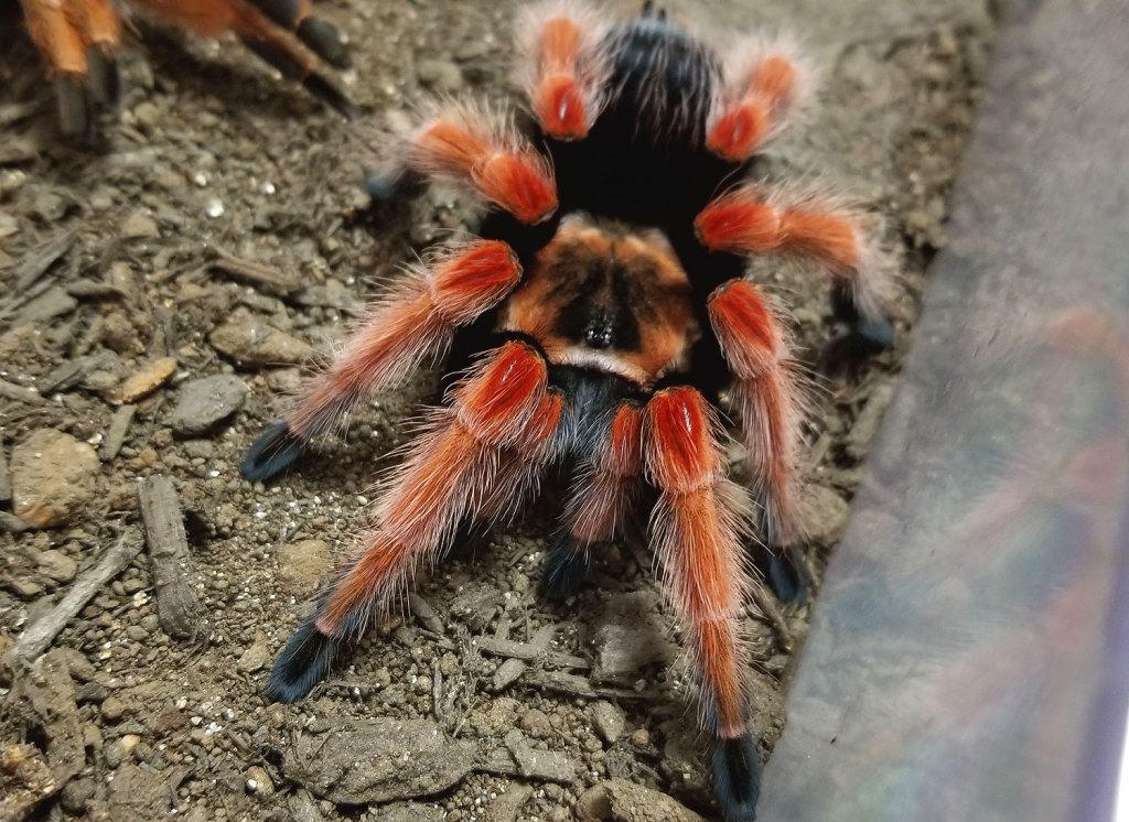 Brachypelma boehmei or the "Mexican Fireleg" is known to have nasty hairs.
